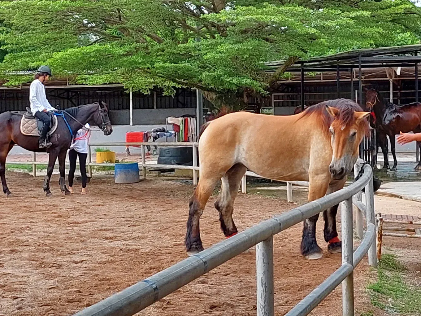 Riding lesson in the sand arena beside the stables
